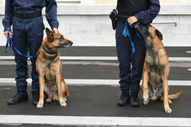 Qu’est-ce que la cynotechnique ?