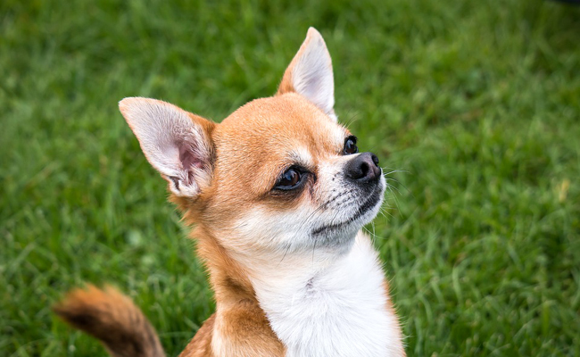 Quelle croquette donner à un chiwawa ?