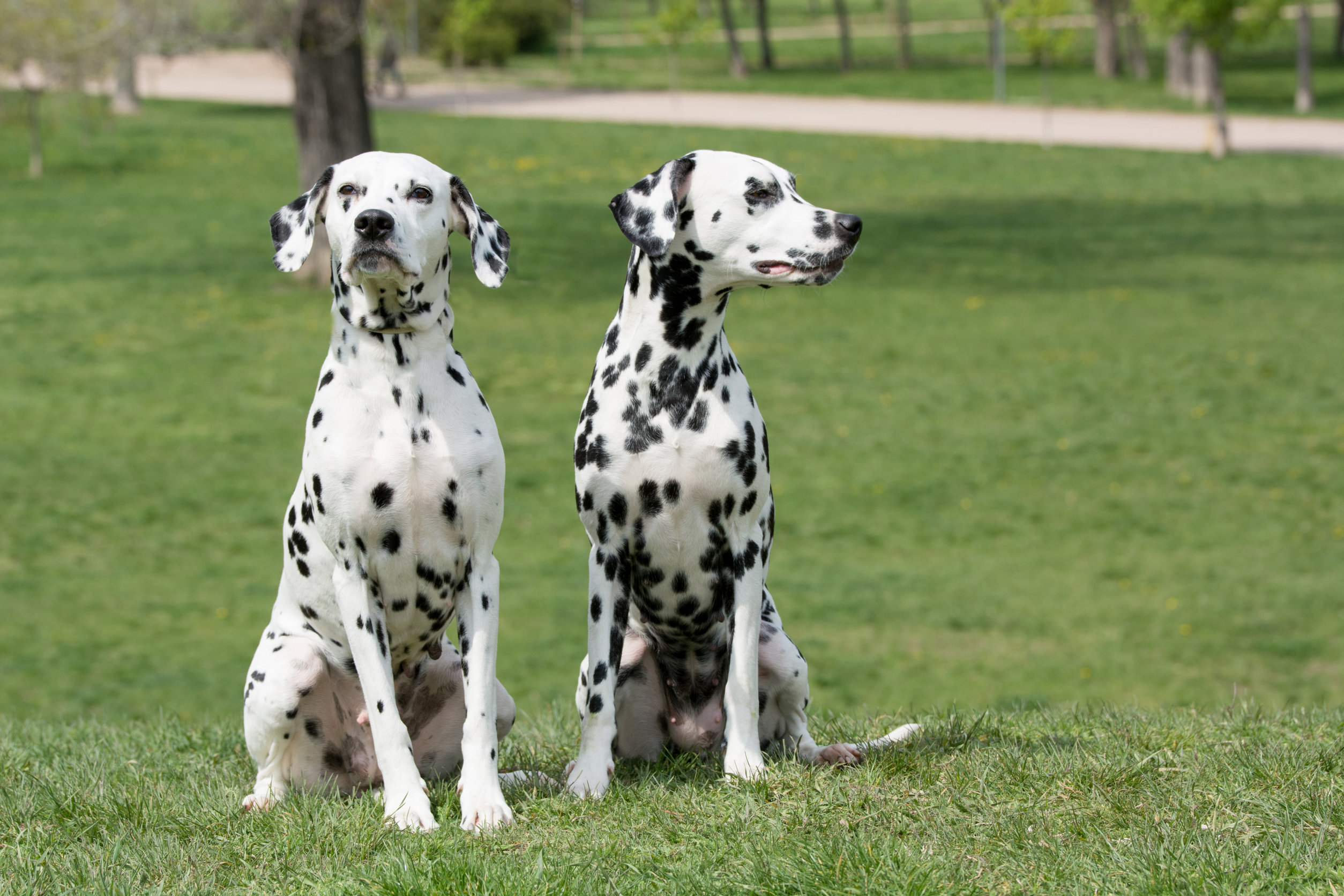 Dalmatien: tout savoir sur cette race de chien