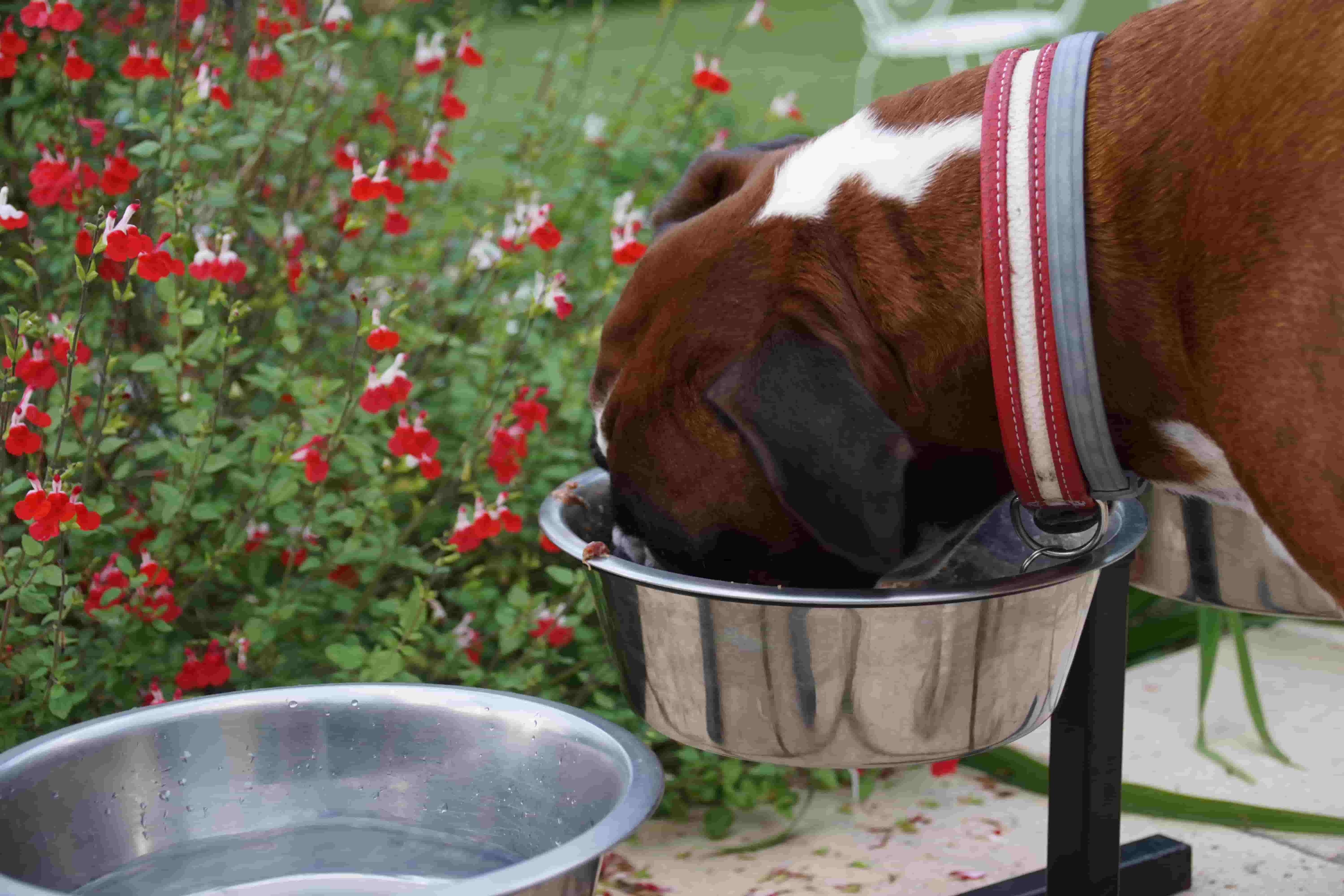 Comment choisir votre gamelle pour chien ?